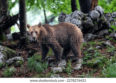 Similar – Brown bear on forest.