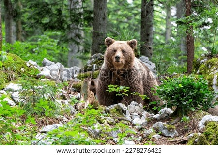 Brown Bear on forest