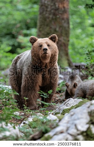 Similar – Image, Stock Photo Encounter in the forest.