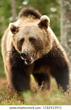 Similar – Brown Bear Adventure