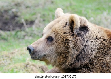 Brown Bear Closeup Profile In The Wilderness