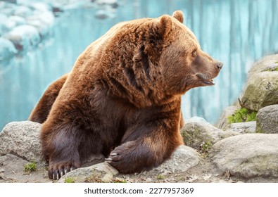 Brown bear close-up, wild animal in nature in natural habitat. Portrait of a bear on a blue background.
 - Shutterstock ID 2277957369