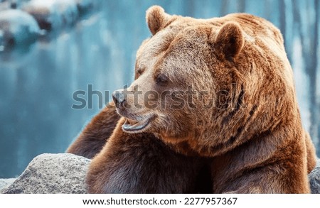 Brown bear close-up, wild animal in nature in natural habitat. Portrait of a bear on a blue background.

