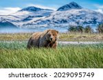 Brown bear, Coastal bear or known as Grizzly bear in Lake Clark National Park and Preserve, Alaska