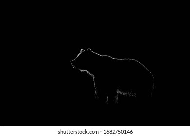 Brown bear contour in black background