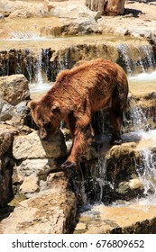 Brown bear crossing a brook