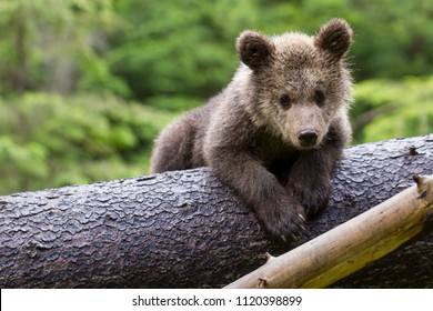 brown bear cub baby sitting on belly on fallen spruce tree looking at camera with green forest background 