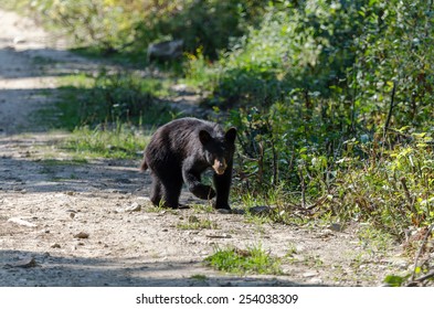 Brown Bear Cub In Blue River In Canada