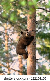 Brown bear cub climb up a tree
