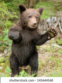 Brown Bear Cub In A Forest