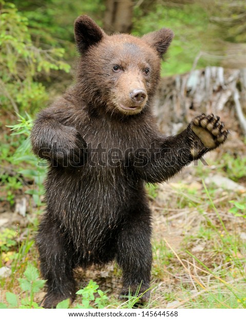 Bebe D Ours Brun Dans Une Foret Photo De Stock Modifiable