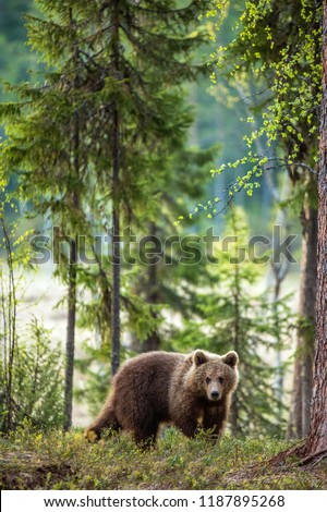 Similar – Brown Bear on forest