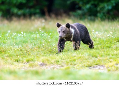 Brown bear cub, walking 