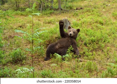 Brown Bear Cub Waving. Hello. Hey. Bye. 