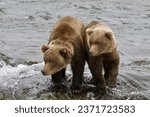 Brown bear cubs, Brooks falls, Katmai national park, Alaska