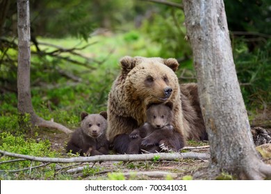 Brown bear with cubs in forest