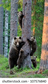 Brown bear with cubs in forest. Bear family. 