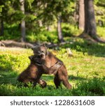 Brown Bear Cubs playfully fighting, Scientific name: Ursus Arctos Arctos. Summer green forest background. Natural habitat.