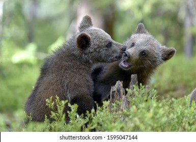 baby grizzly bear fighting