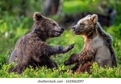 baby grizzly bear fighting