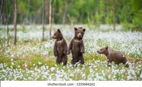 Brown bear cubs playing on the field among white flowers. Bear Cubs stands on its hind legs. Summer season. Scientific name: Ursus arctos.  