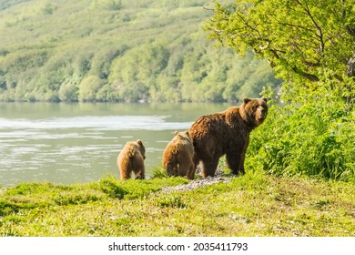 Brown bear with cubs standing near Kurile lake. Kamchatka Peninsula, Russia
