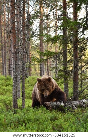 Similar – Braunbär im Wald Safari