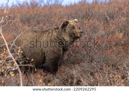 Brown Bear Biologist