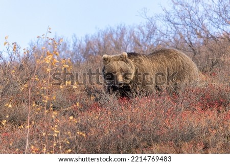 Similar – Brown Bear Biologist