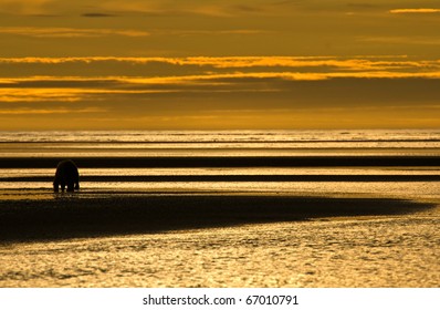 Brown Bear Digging For Clams At Sunset, Lake Clark National Park, Cook Inlet, Alaska