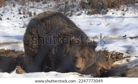 Brown bear digging the den in the ground, preparing for hibernation