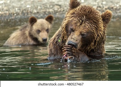 Brown bear does not want to share caught salmon with her cubs. Kurile Lake in Southern Kamchatka Wildlife Refuge in Russia.