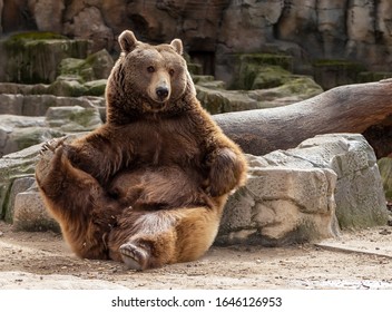 Brown Bear Doing Stretching With A Paw