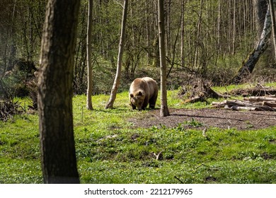 Brown Bear Eating Grass On A Meadow In The Woodlands. The Hungry Animal Is Peaceful And Standing Around In The Idyllic Environment. This Eurasian Bear Is Circa 10 Years Old.