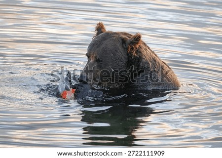 Brown bear eats a salmon in calm water, wildlife scene in Katmai National Park and Preserve, Alaska, USA.