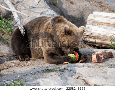 A brown bear eats watermelon and steak at Korkeasaari-island, Helsinki, Finland. 08-2018