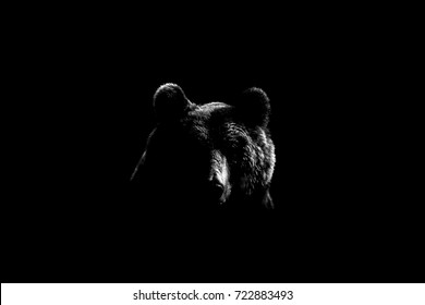 Brown bear face contour in black and white. Bear face on black background. 