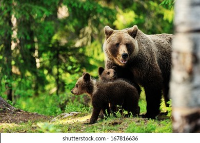 Brown Bear Family In Forest