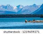 Brown bear family, sow with three cubs on a sand spit in Naknek Lake, Katmai National Park, Alaska, USA
