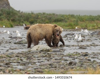 Brown Bear Female And Her Cubs Eating Salmon Katmai National Park And Preserve