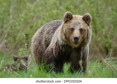 Brown Bear Female With Little Cub. Angry Brown Bear Mom On Forest Meadow. Ursus Arctos, Wildlife, Slovakia.