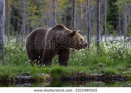 Similar – Brown Bear Adventure