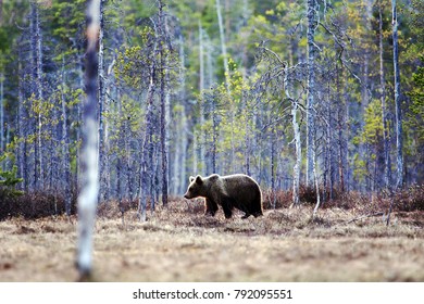 Brown bear | Finland | Kainuu Region