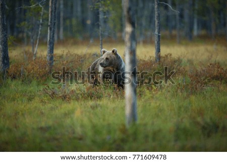 Similar – Brown Bear on forest