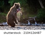 Brown bear with a fish in its mouth is standing on its hind legs in the river. Sunset backlight. Brown bear fishing sockeye salmon at a river. Kamchatka brown bear: Ursus Arctos Piscator. Kamchatka