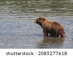 Brown bear fishing in the Kurilskoye lake in Kamchatka peninsula