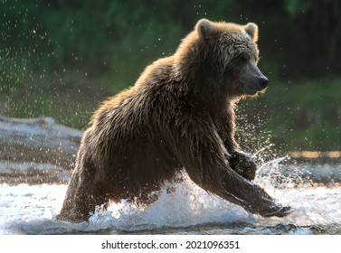 Brown bear fishing for salmon. Brown bear chasing sockeye salmon at a river.  Kamchatka brown bear, Ursus Arctos Piscator. Natural habitat. Kamchatka, Russia.