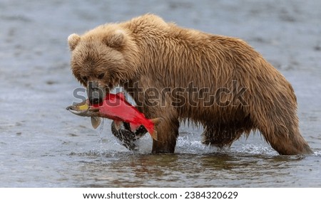 Brown Bear Fishing for Salmon in Katmai, Alaska 