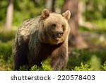 Brown bear in forest