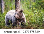 Brown bear in the forest